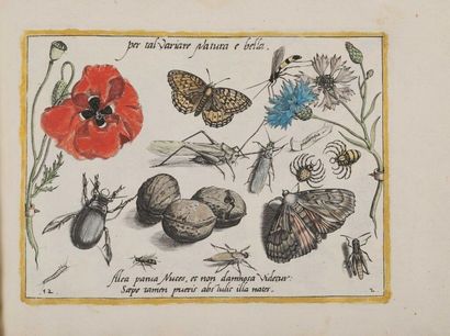 (Gravure]. [Botanique, zoologie]. HOEFNAGEL...