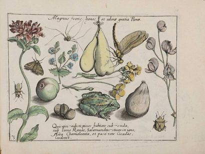 (Gravure]. [Botanique, zoologie]. HOEFNAGEL...