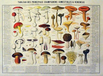 Tableau des Principaux Champignons Comestibles...