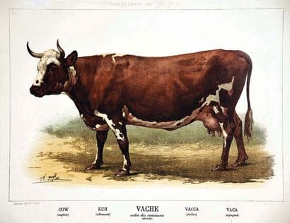 Vache Ordre des Ruminants (Bovidés) - Enseignent...