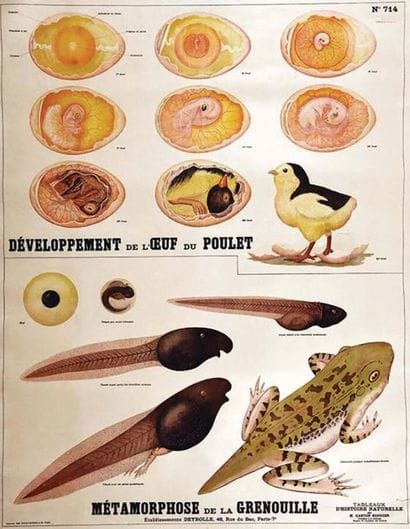 Développement de l'OEuf du Poulet vers 1900
Tableaux...