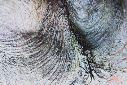 SEBBAN Arno (né en 1975)
Peau d'arbre
Ensemble...