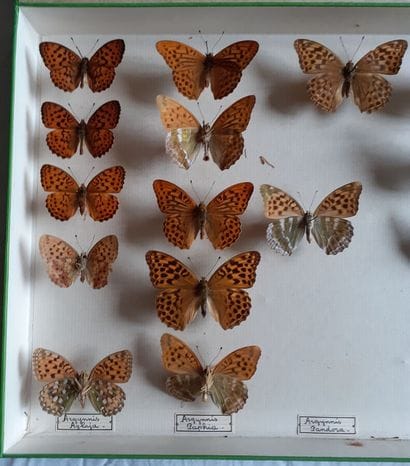 Boîte entomologique vitrée comprenant 16...