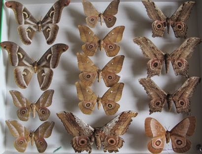 Grande boîte entomologique vitrée comprenant...