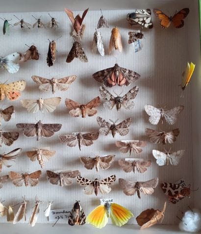 Boîte entomologique vitrée comprenant plus...
