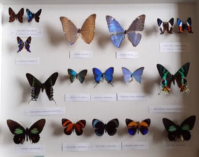 Large glass entomological box containing...