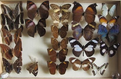 Glass entomological box containing 23 specimens...