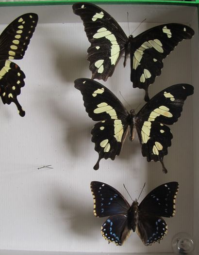 Boîte entomologique vitrée comprenant 7 spécimens...