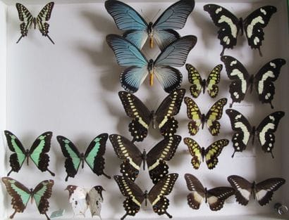 Large glass entomological box containing...
