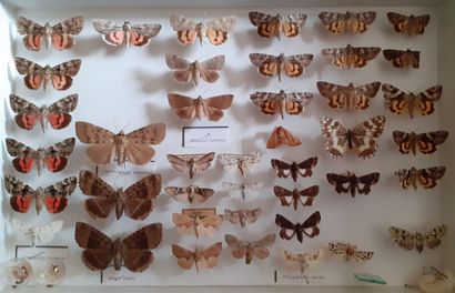 Boîte entomologique vitrée comprenant 41...