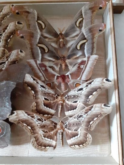 Glass entomological box containing 10 specimens...