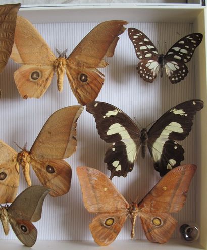 Boîte entomologique vitrée comprenant 9 spécimens...
