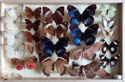 Boîte entomologique vitrée comprenant plus...