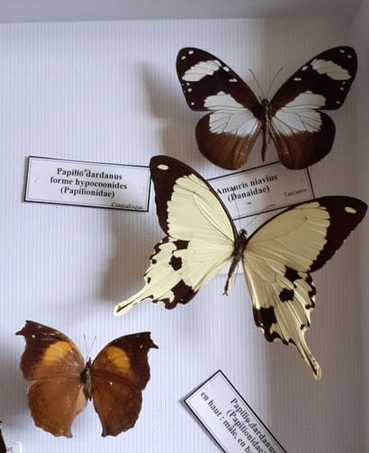 Boîte entomologique vitrée comprenant 8 spécimens...
