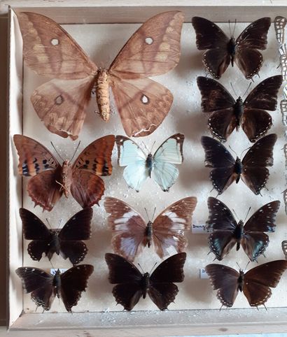 Boîte entomologique vitrée comprenant 21...
