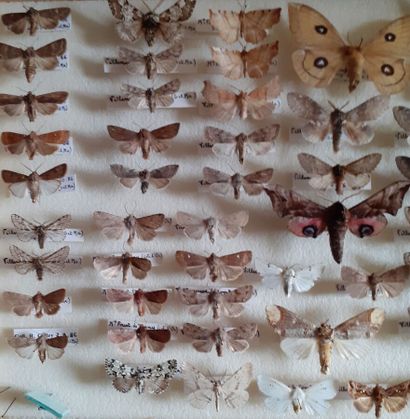 Boîte entomologique vitrée comprenant plus...