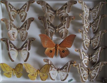 Grande boîte entomologique vitrée comprenant...