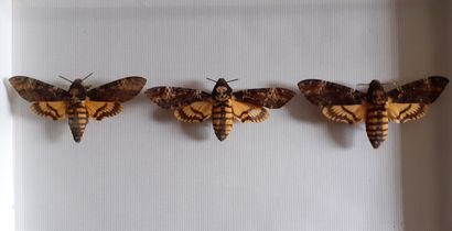 Entomological glass box containing 3 specimens...