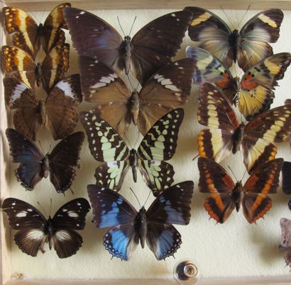 Boîte entomologique vitrée comprenant 21...