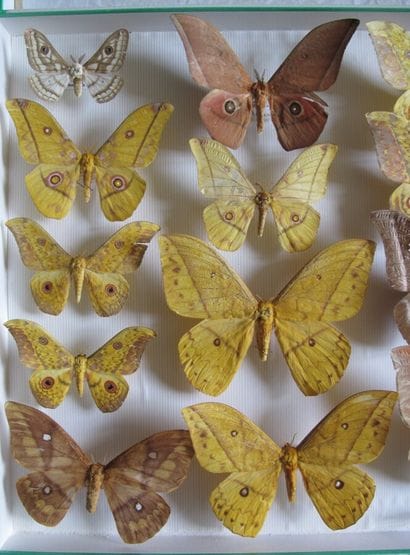 Large glass entomological box containing...