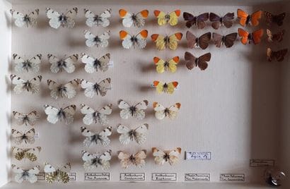 Entomological glass box containing 40 specimens...