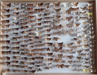 Large glass entomological box with more than...