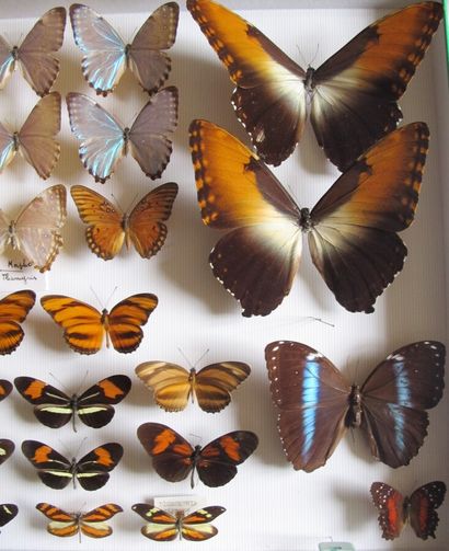 Grande boîte entomologique vitrée comprenant...