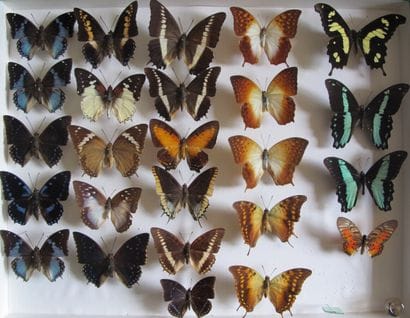 Grande boîte entomologique vitrée comprenant...