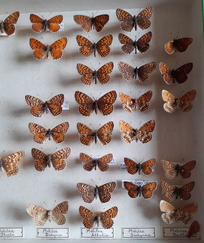 Entomological glass box containing 46 specimens...