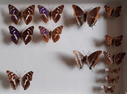 Entomological glass box containing 13 specimens...