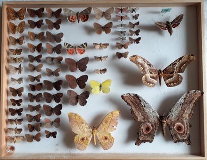 Large glass entomological box with more than...