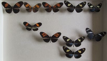Boîte entomologique vitrée comprenant 10...