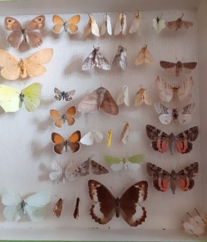 Entomological glass box with more than 50...