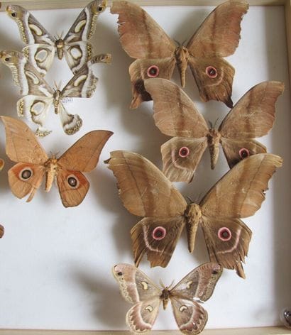 Grande boîte entomologique vitrée comprenant...