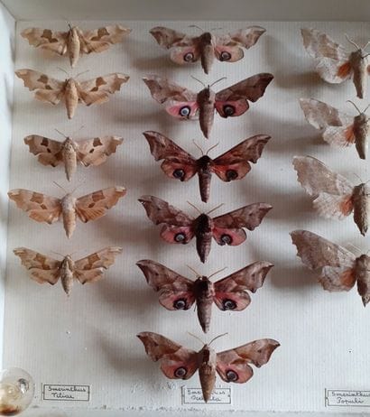 Entomological glass box containing 17 specimens...