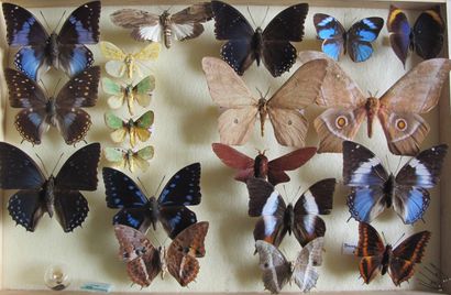 Boîte entomologique vitrée comprenant 20...