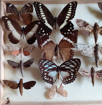 Boîte entomologique vitrée comprenant 19...