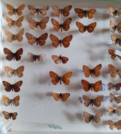 Boîte entomologique vitrée comprenant environ...