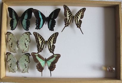 Glass entomological box containing 7 specimens...