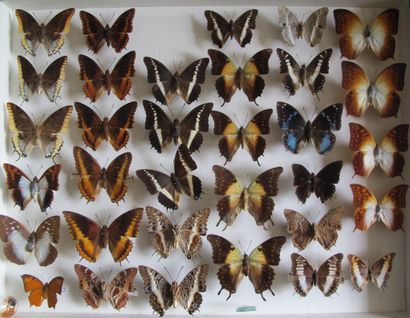 Grande boîte entomologique vitrée comprenant...
