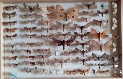Boîte entomologique vitrée comprenant plus...