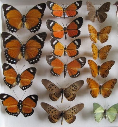 Glass entomological box containing 26 specimens...