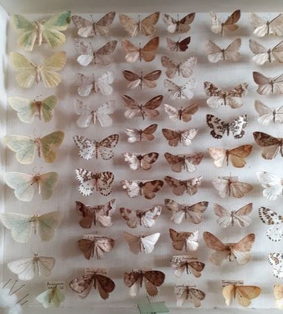 Entomological glass box containing more than...
