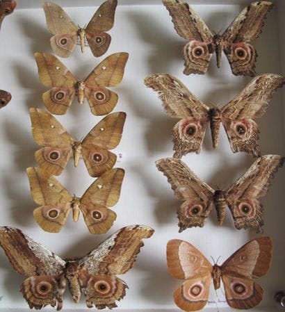 Grande boîte entomologique vitrée comprenant...