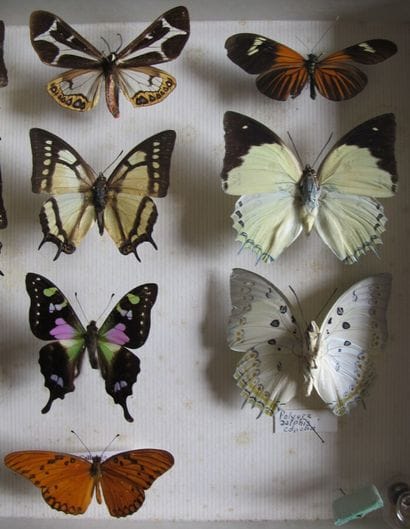 Glass entomological box containing 15 specimens...
