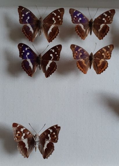 Entomological glass box containing 13 specimens...