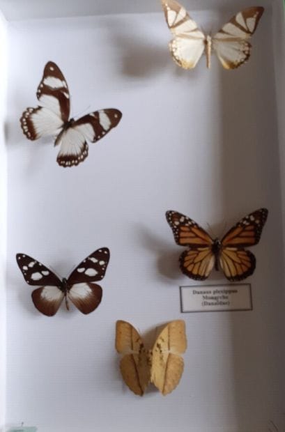 Boîte entomologique vitrée comprenant 5 spécimens...