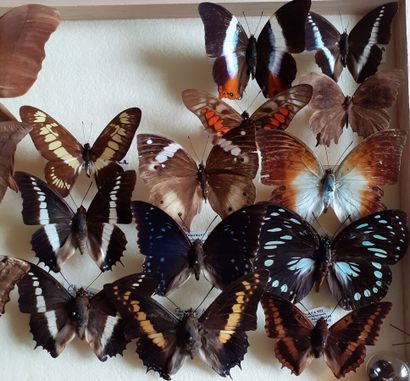 Boîte entomologique vitrée comprenant 16...