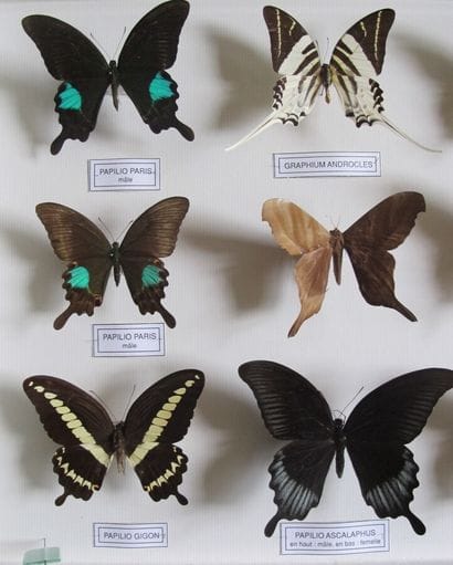 Large glass entomological box containing...