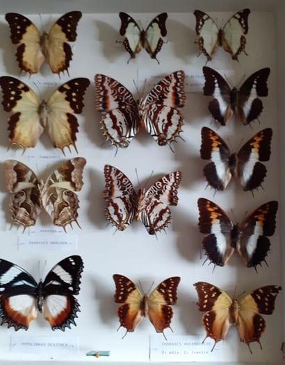 Large glass entomological box containing...